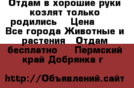 Отдам в хорошие руки козлят.только родились. › Цена ­ 20 - Все города Животные и растения » Отдам бесплатно   . Пермский край,Добрянка г.